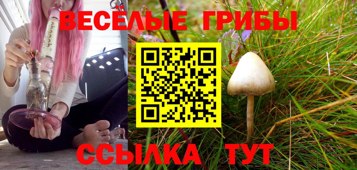 Псилоцибиновые грибы Psilocybe Отрадное